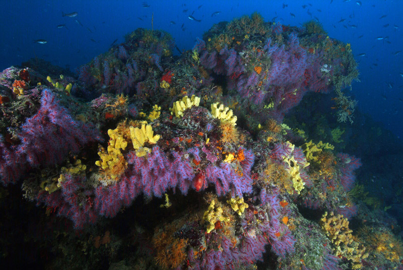 Discussione su Corallium rubrum bianco